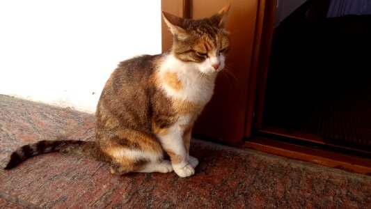 20160801_080111_Cat_Radonezh