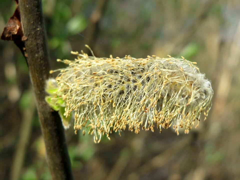 20150420Salix_caprea1