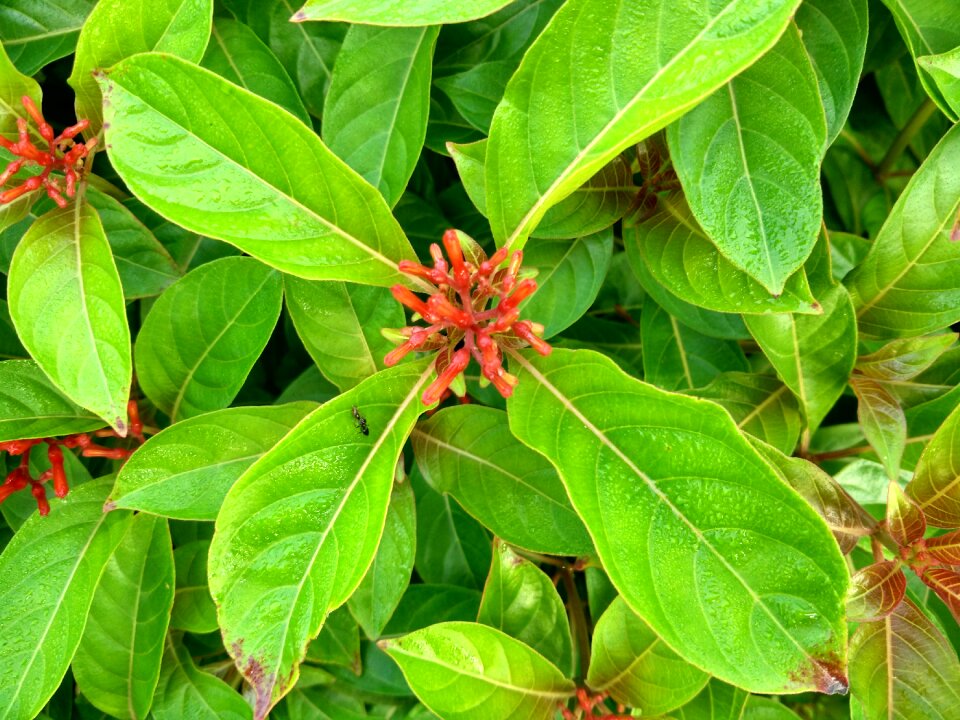 Hamelia ornamental flowers bloom
