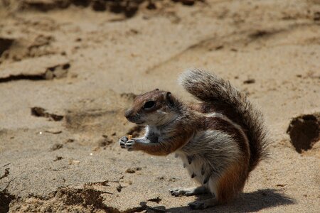 Fuerteventura cute sweet