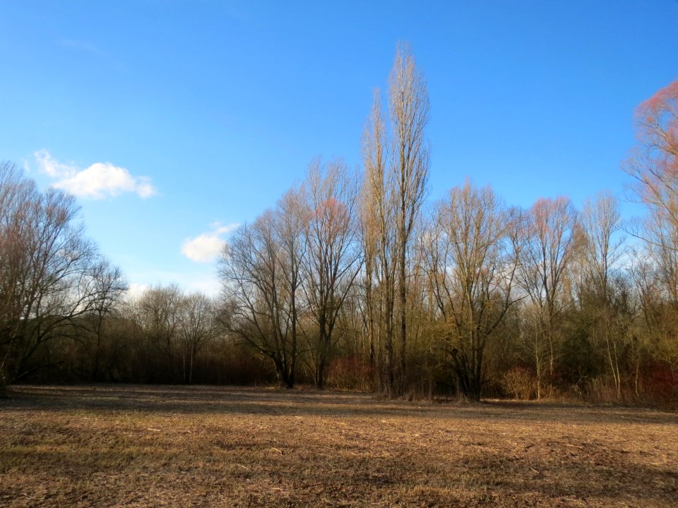 20160129St_Arnualer_Wiesen06