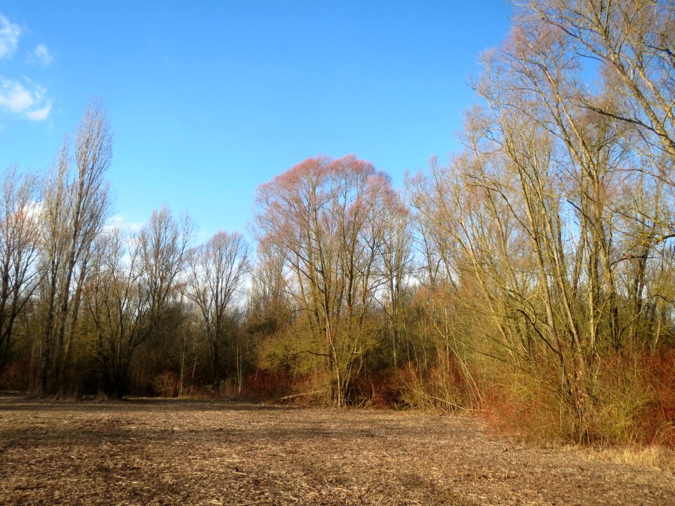20160129St_Arnualer_Wiesen07