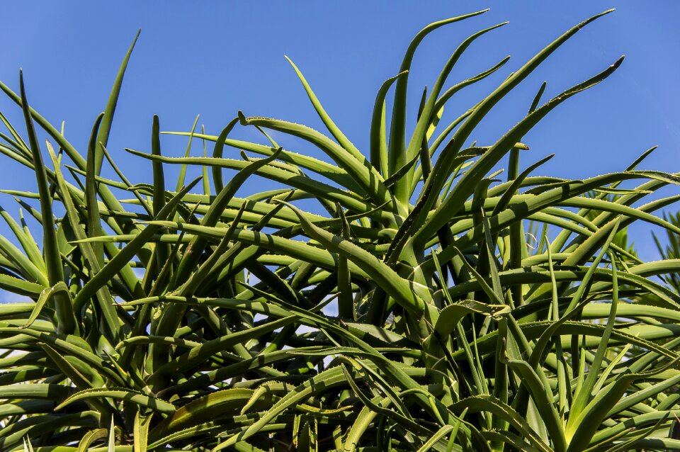 Green spikes garden