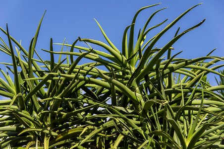 Green spikes garden