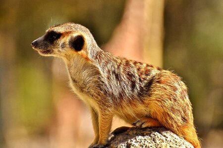 Animal nature mammal