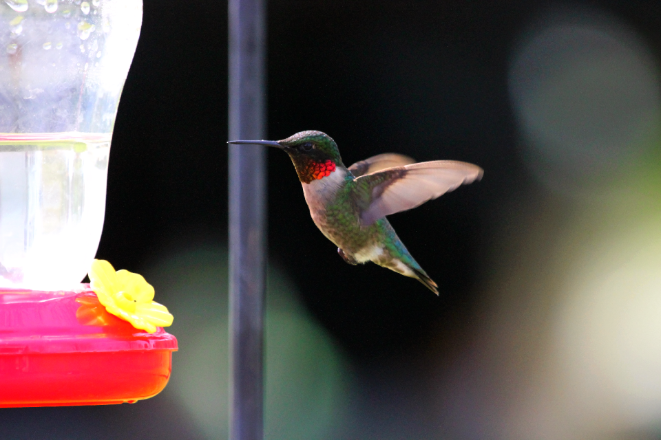 Flying green hummingbird