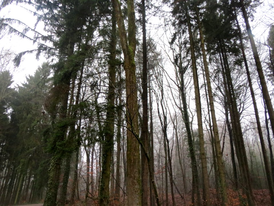 20160131Steinbachtal2