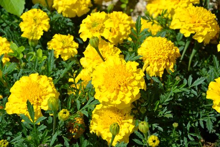 Nature summer plant