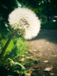 Dandelion evening sun away photo