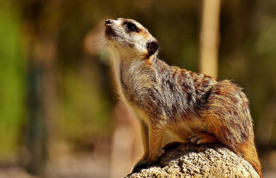 Animal nature mammal