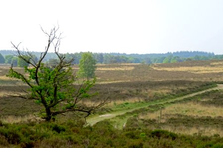 20160526_Elspeetsche_Heide2