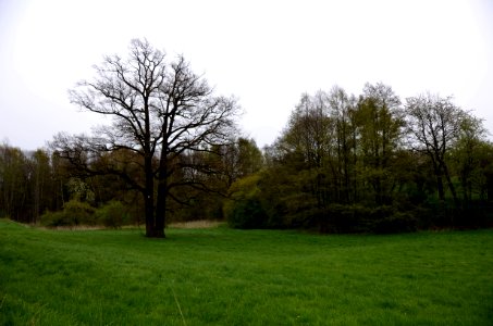 20160423_Oppeln_Stieleiche_ARB0108
