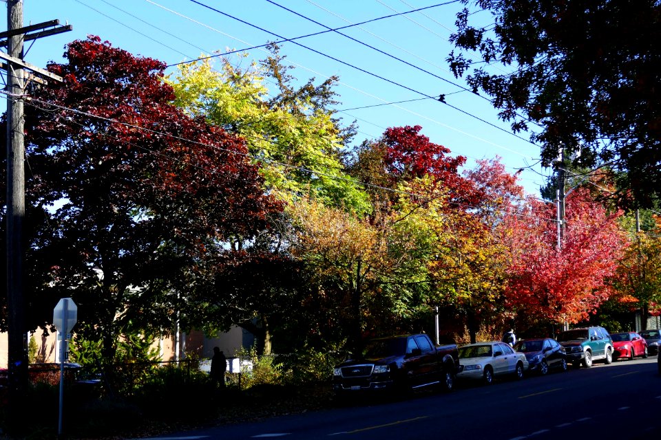 2016.10.12.104707_Autumn_foliage_E_Jefferson_Street_Seattle_Washington_USA