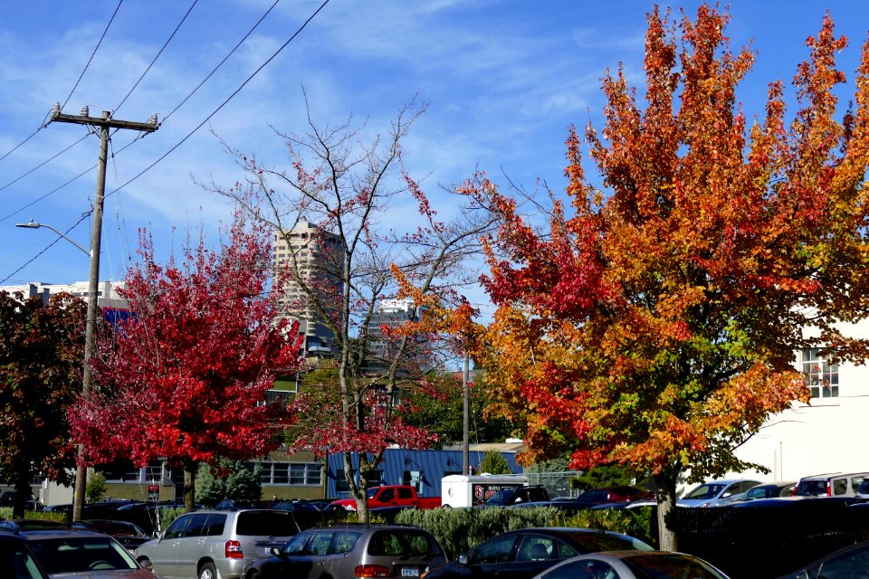 2016.10.12.105201_Autumn_foliage_E_Cherry_Street_Seattle_Washington_USA_new