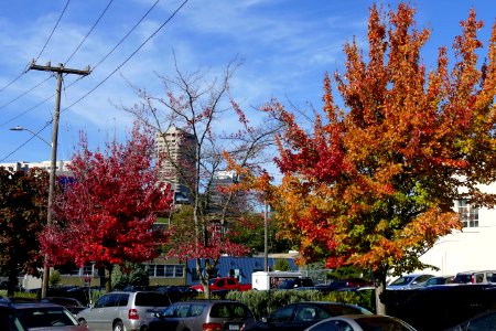 2016.10.12.105201_Autumn_foliage_E_Cherry_Street_Seattle_Washington_USA_new