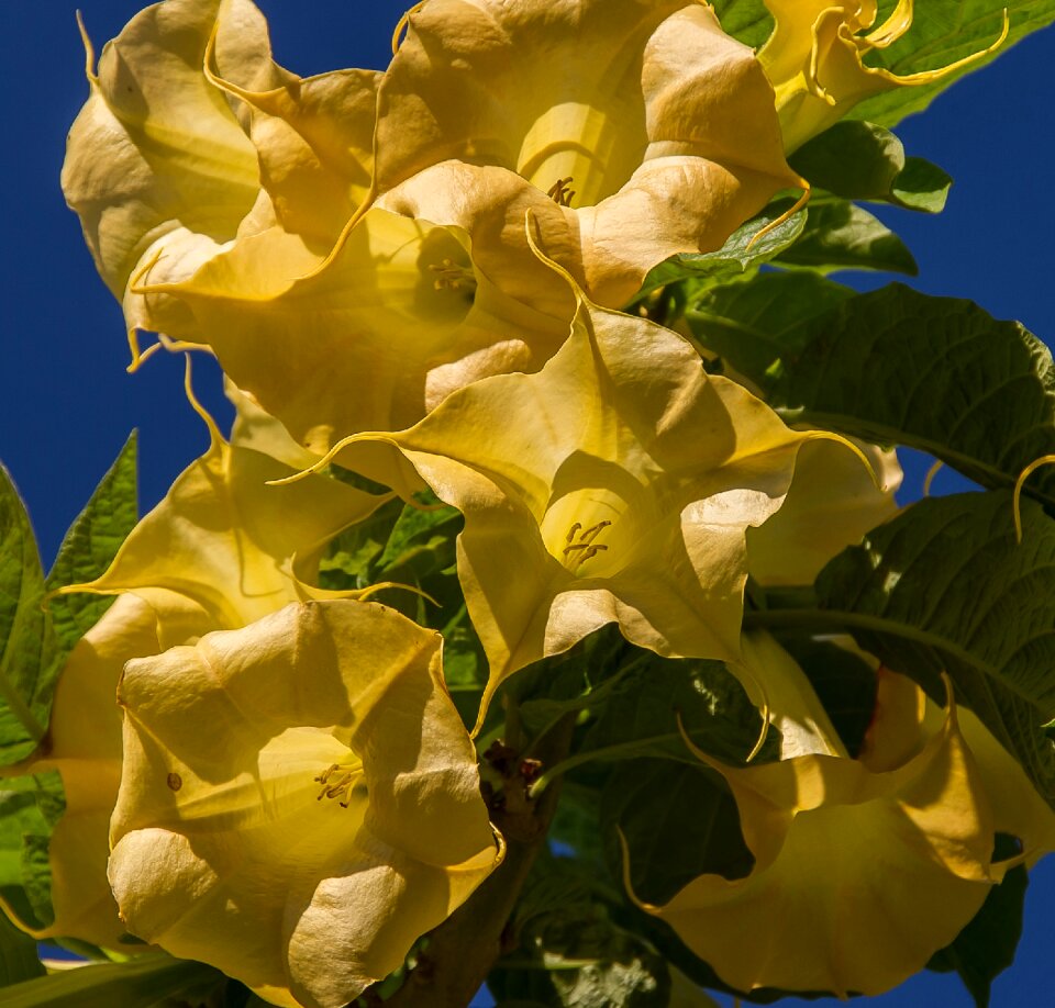 Brugmansia blooms garden