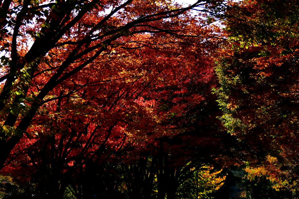 2016.10.12.110657_Autumn_foliage_Seattle_University_Seattle_Washington_USA