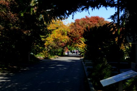 2016.10.12.110237_Autumn_foliage_Seattle_University_Seattle_Washington_USA photo