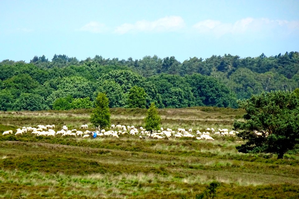 20160622_Ermelosche_Heide5