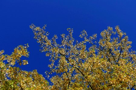 2016.10.12.103837_Autumn_foliage_14th_Avenue_Seattle_Washington_USA photo