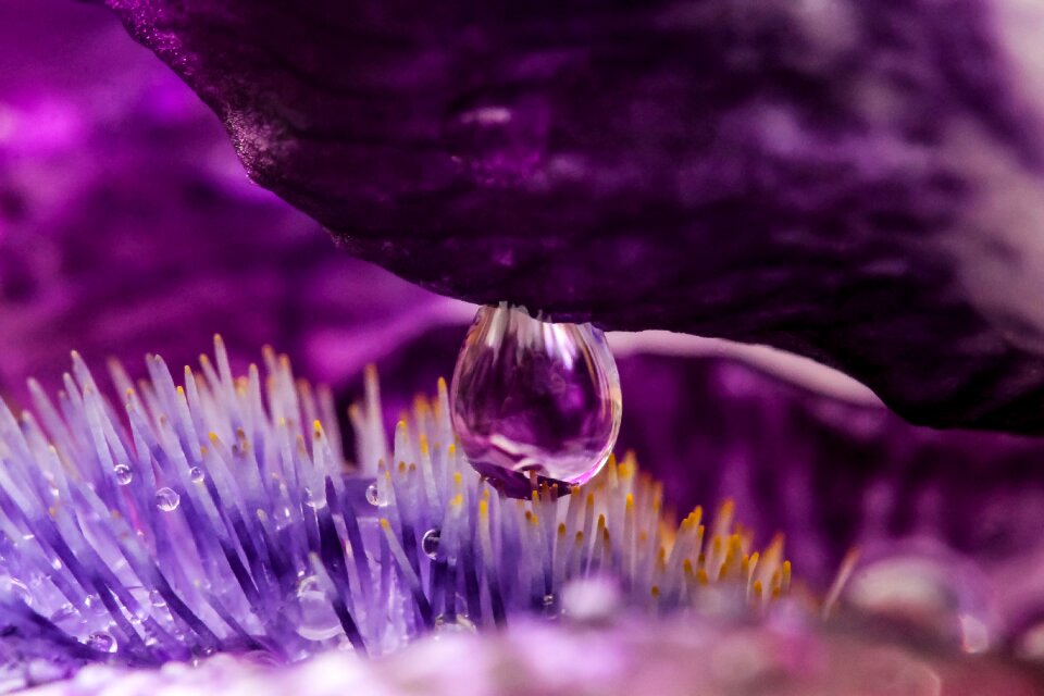 Lily nature macro