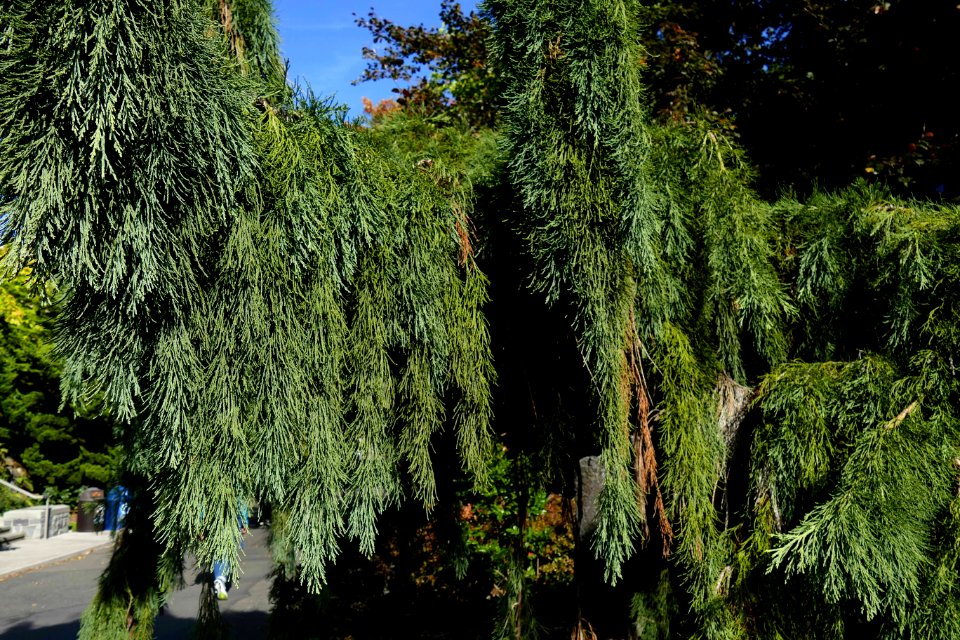 2016.10.12.110906_Weeping_Sequoia_Seattle_University_Seattle_Washington_USA