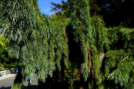2016.10.12.110906_Weeping_Sequoia_Seattle_University_Seattle_Washington_USA