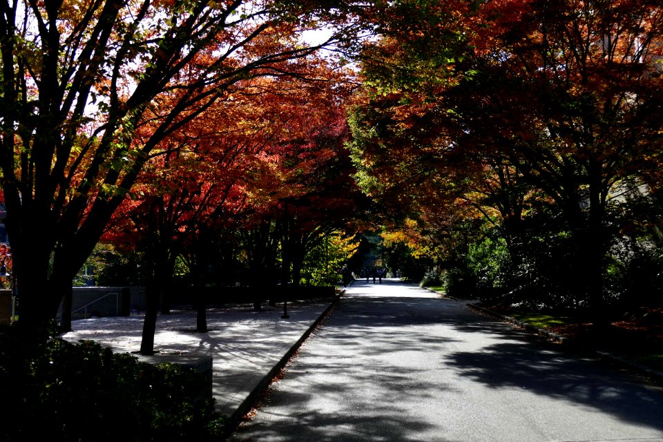 2016.10.12.110703_Autumn_foliage_Seattle_University_Seattle_Washington_USA