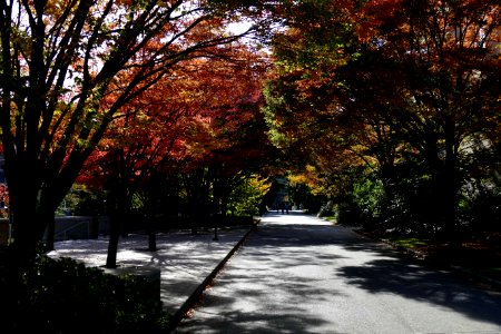 2016.10.12.110703_Autumn_foliage_Seattle_University_Seattle_Washington_USA photo