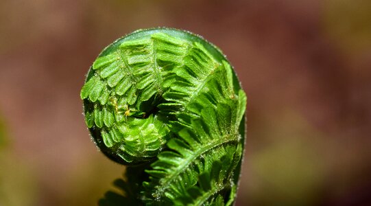 Nature forest leaf fern