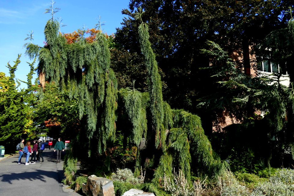 2016.10.12.110847_Weeping_Sequoia_Seattle_University_Seattle_Washington_USA