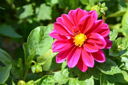 Button color pink nature