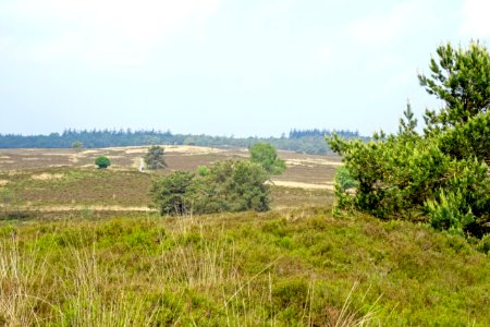 20160526_Elspeetsche_Heide1