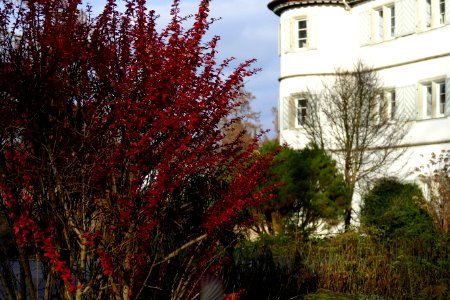 2016.12.28.134225_Moated_Castle_(Wasserschloss)_Bad_Rappenau