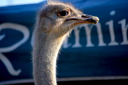 Animal fair bird
