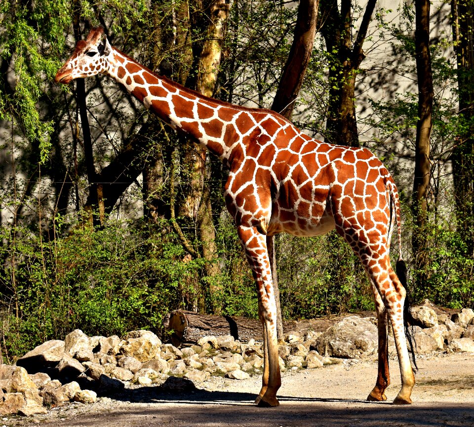 Animal animal portrait tierpark hellabrunn photo