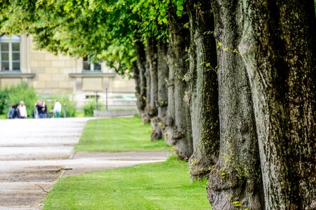 Trees park urban