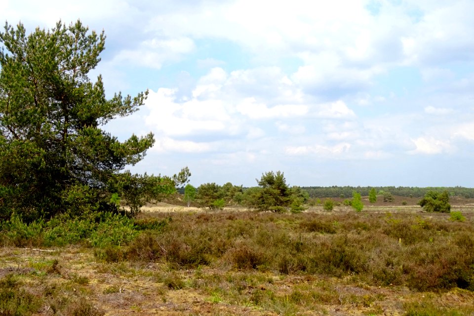 20160517_Gortelse_Heide