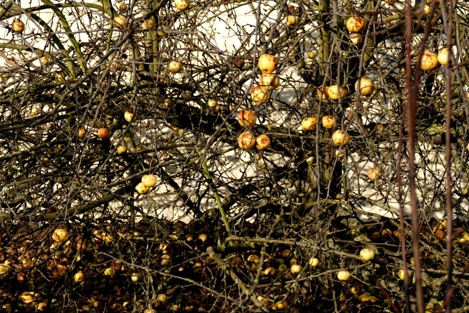 2016.12.28.135835_Apples_near_Train_Station_(prolongation_Wilhelmstrasse)_Bad_Rappenau