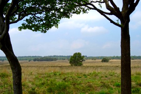 20160526_Liesberg2_Elspeetsche_Heide
