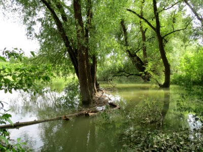 20160518Naturschutzgebiet_Ketscher_Rheininsel2