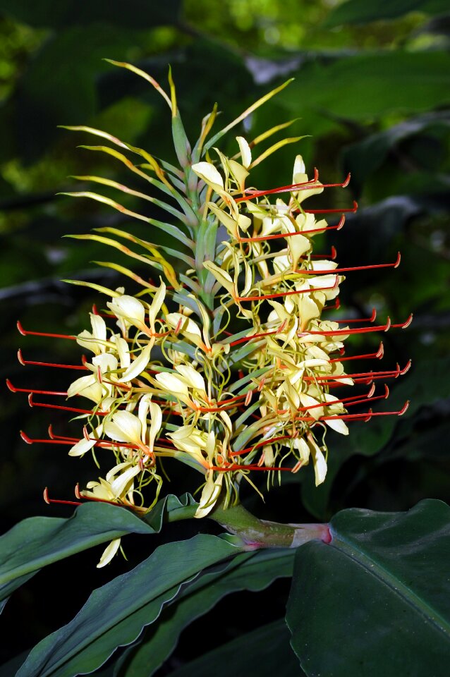 Ginger lily nature flora