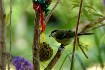 2016.07.18.145625_Parus_major_(Kohlmeise,_Great_tit)_Heidelberg