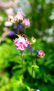 20160529_Dsc06205_Jpg_(156066887)