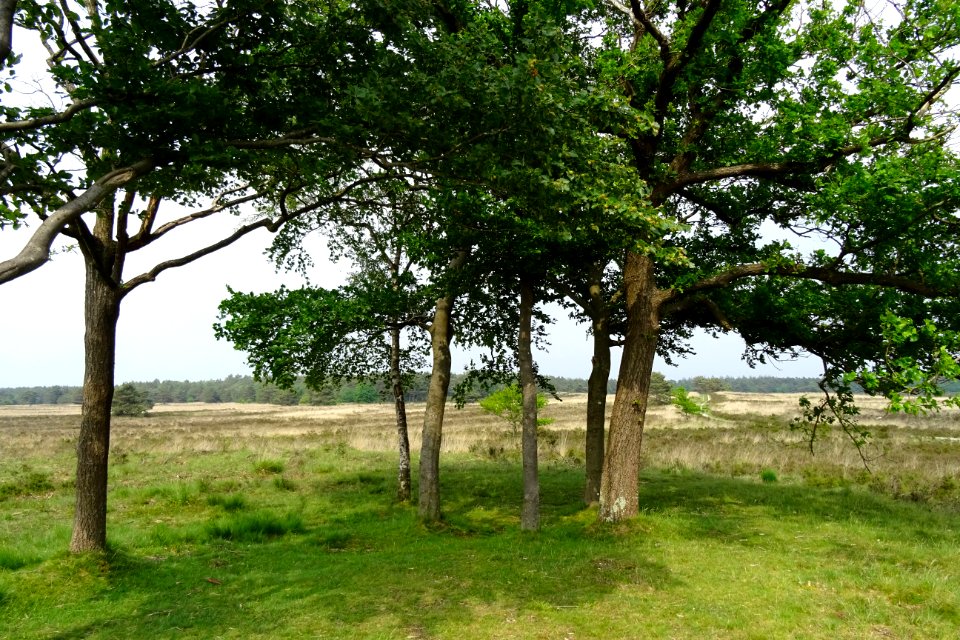 20160526_Liesberg3_Elspeetsche_Heide