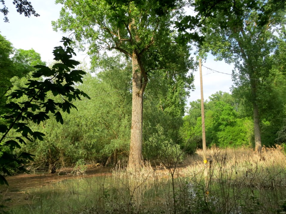 20160518Naturschutzgebiet_Ketscher_Rheininsel3