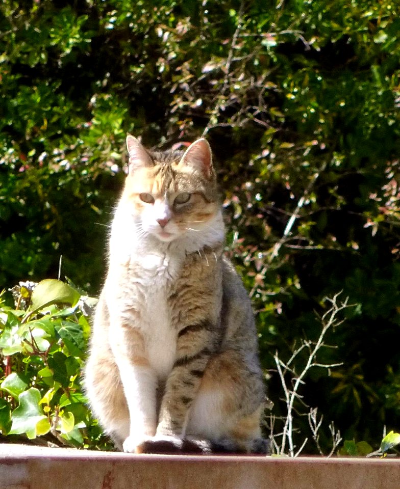 2016_Madrid_-_gato_en_el_Parque_Enrique_Tierno_Galván