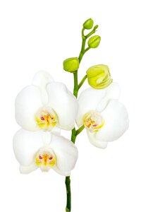 Orchid macro white photo