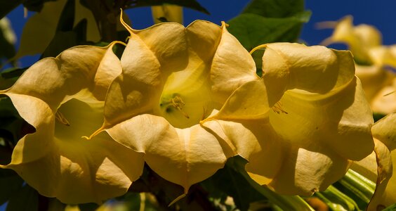 Brugmansia blooms garden photo