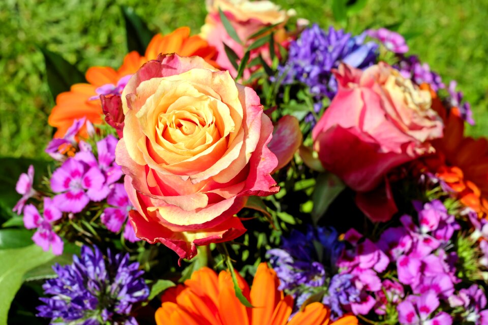 Roses color flowers